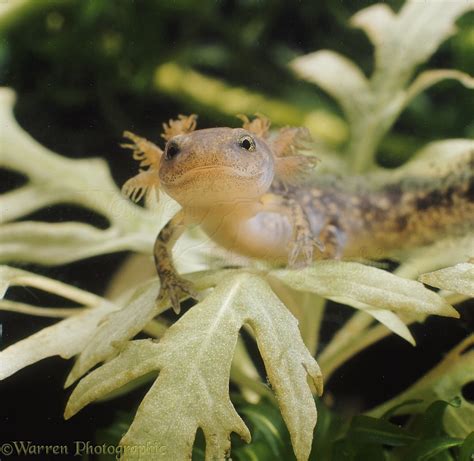 Larval Fire Salamander photo WP22935