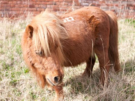 Meet Ruby in our Mini Pony Club - Pet Samaritans