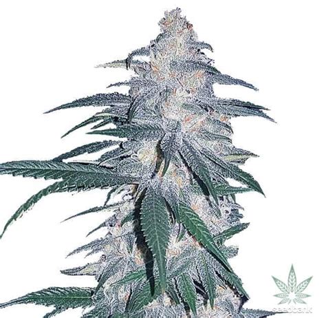 Blue Dream Seeds | Feminized And Autoflowering Blue Dream Strain