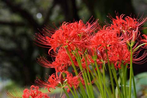 Lycoris radiata (Red Spider Lily)