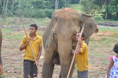 Elephant Orphanage In Sri Lanka Isn’t Actually A Sanctuary At All - The ...