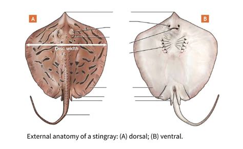 Stingray Anatomy Diagram | Quizlet