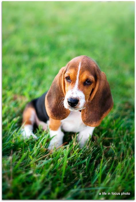 Puppies Pictures Gallery: Basset Hound Puppies Pictures