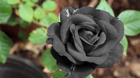 Black Rose Wallpapers Images Photos Pictures Backgrounds