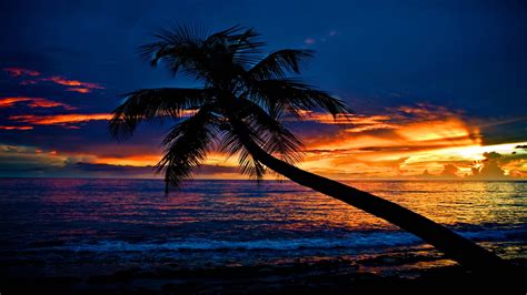 Tropical Sunset Beach Slanting Palm Tree Ocean Waves Sky Clouds Silhouette Background HD Nature ...