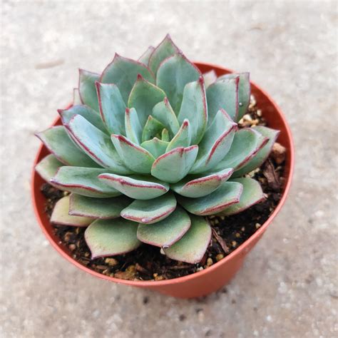 Echeveria Sp Grey Rare Succulent Plants Shown in 4” Pot – Succulents Depot