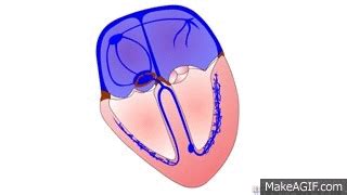 ECG Interpretation - Cardiac Electrical Activity on Make a GIF