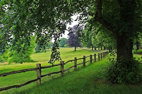 tree, View, Trees, Nature, Path, Road, Scenery, Walk, Landscape, Fence Wallpapers HD / Desktop ...