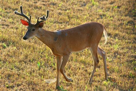 White-tailed Deer (Ontario Mammals) · iNaturalist.org