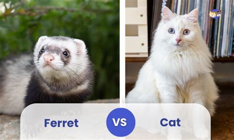 Ferret vs Cat: Which Pet Do You Prefer?