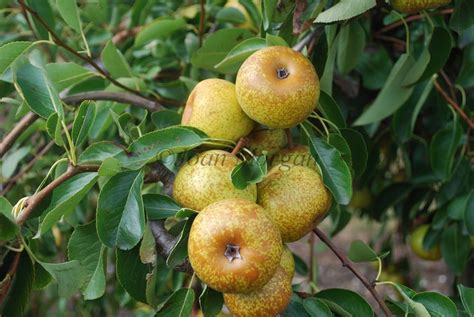 The Book of Pears - Bergamotte Fondante d'Été