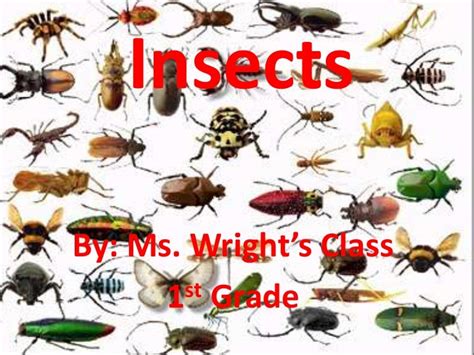 Insects Group