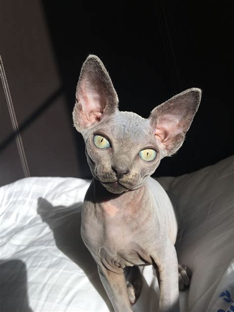 Baby Sphynx Cats For Adoption