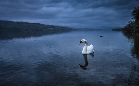 White swan in lake HD wallpaper | Wallpaper Flare