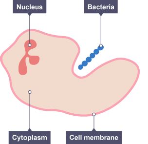 Phagocyte Diagram