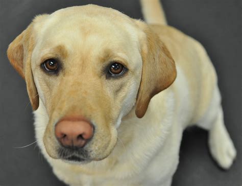 August 8, 2015 ~ Yellow Labrador Retriever, Animals Image Galleries