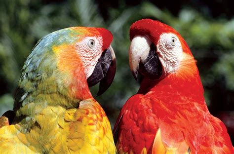 Macaw | Diet, Habitat, & Facts | Britannica