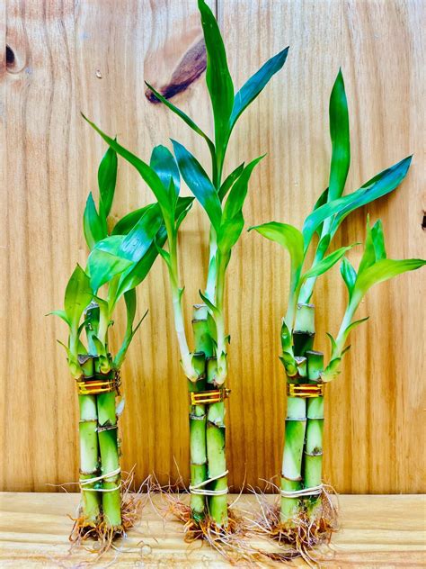 Lucky Bamboo Arrangements 3 Stem 446 - Etsy