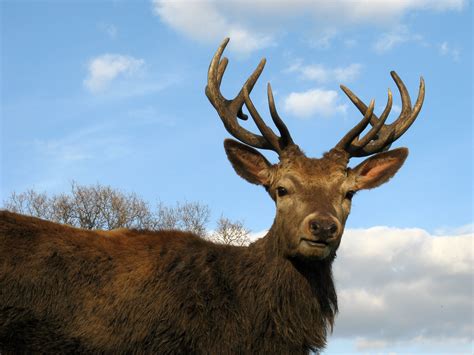 Big Deer Buck with Antlers image - Free stock photo - Public Domain ...