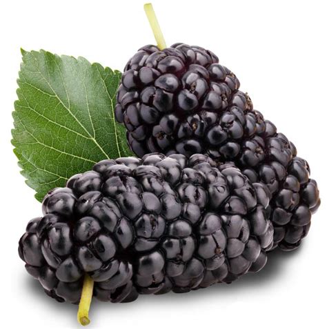 Mulberry Tree Giant Variety