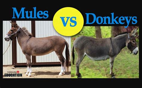 Donkeys vs mules: How are they different? - Education Today News