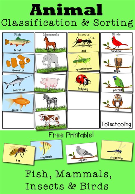 Animal Sorting Worksheet Kindergarten