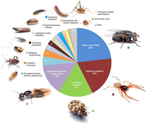 The dozens of bug species that live in your home, in one chart - Vox