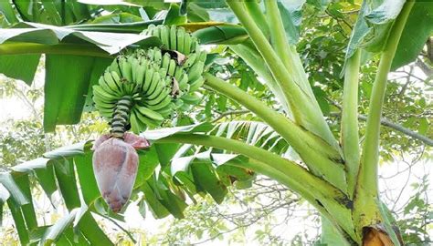 variasi pohon pisang yang ada di dunia yang bagus untuk tubuh manusia - Fakultas Pertanian ...