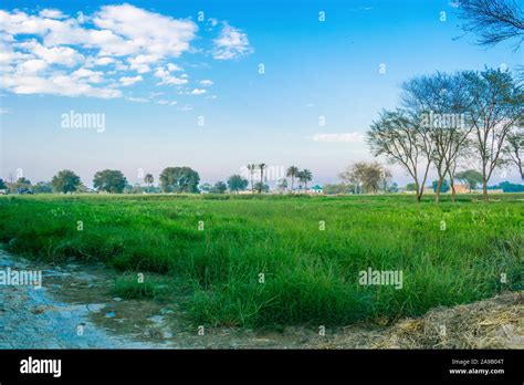 landscape image of green fields in a village of punjab,pakistan.pakistani countryside landscape ...