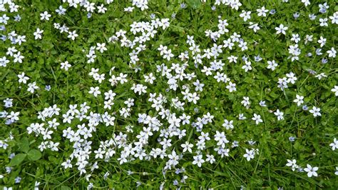 A Vintage Green Life: BLUE STAR CREEPER.....