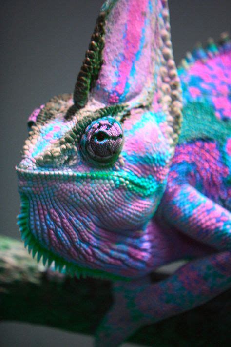 40+ Best Colourful Reptiles images | reptiles, reptiles and amphibians, amphibians