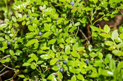 Pruning Blueberries the Right Way at the Right Time