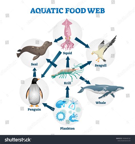 13,850 Aquatic Food Web Images, Stock Photos & Vectors | Shutterstock