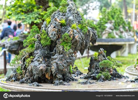 Green Bonsai Tree Pot Tray Plant Shape Stem Shaped Artisans Stock Photo ...