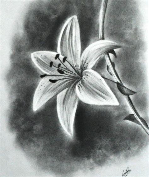 Realistic Pencil Drawings Of Flowers