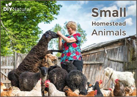 Small Farm Animals: Livestock Choices For My Half Acre Homestead