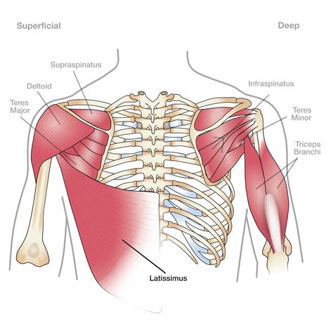 Anatomy 101: Shoulder Muscles - The Handcare Blog