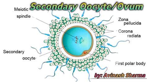 Oocyte Structure