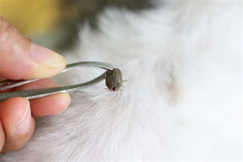 5 Tick Removal Tools (and How to Use Them) | Great Pet Care