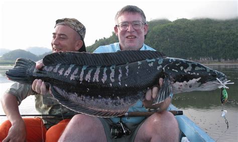 SRINAKARIN – Legendary Alaskan writer Chris Batin & 6.75 Kg giant snakehead | MegaFishingThailand