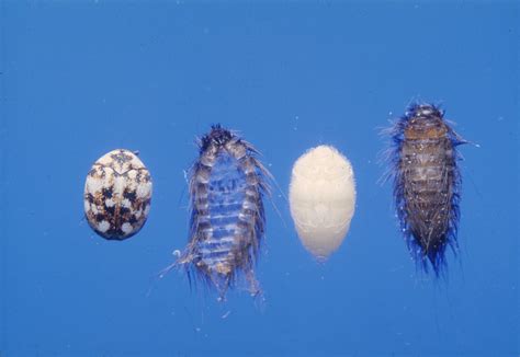 Warehouse Beetle Larvae