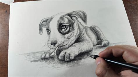 How To Draw A Realistic Looking Dog - Distancetraffic19