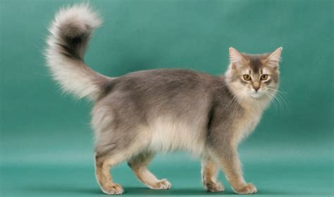 Somali Cat Breed Information | Vetstreet