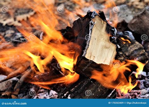 Bonfire in the Autumn Forest Stock Image - Image of environment ...