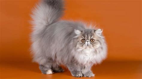 Persian Cat | Animals Super Store