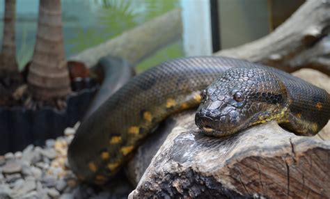 Green anaconda | Smithsonian's National Zoo and Conservation Biology Institute