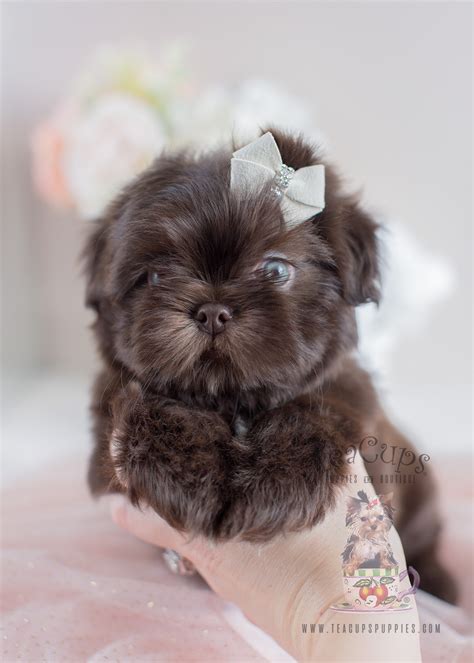 Adorable Little Shih Tzu Puppies for Sale | Teacups, Puppies & Boutique