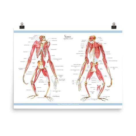 Gibbon Skeletons with Muscle Overlay Anterior & Posterior Views; Gibbon Anatomy; Hylobates ...