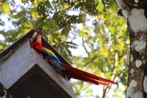 Scarlet Macaw Reintroduction | Wild Sun Rescue