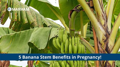 5 Banana Stem Benefits in Pregnancy! | Marham (2023)